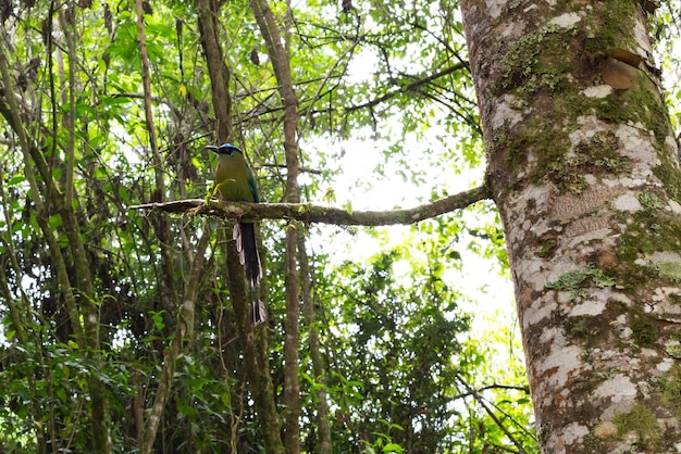 Boom in een bos in Colombia waar je een blauwe vogel op een tak kunt zien