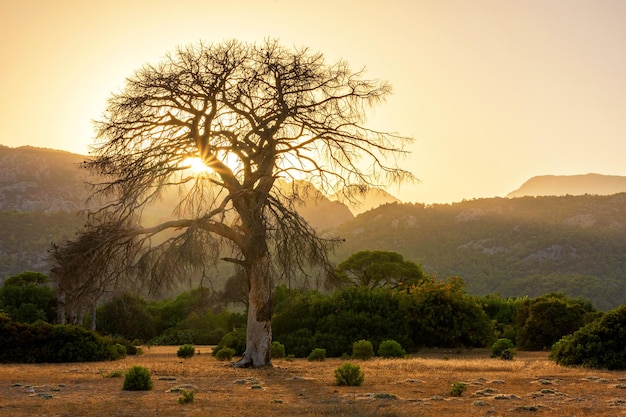 Boom in een droog subtropisch bos bij zonsondergang