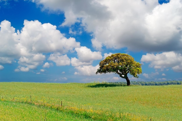 Boom in een groen veld onder een dramatische hemel