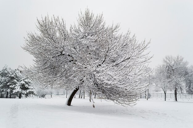 Foto boom in een park dat in sneeuw wordt behandeld