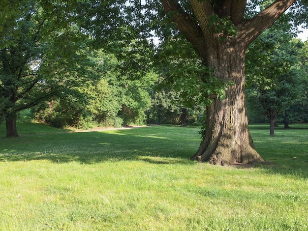 Boom in een park