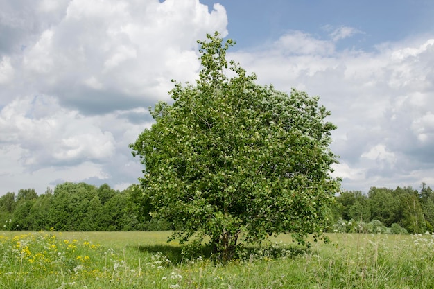 boom in een veld