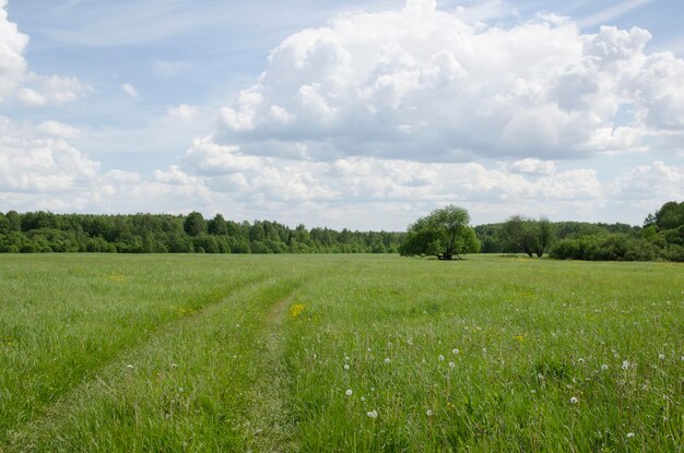 boom in een veld