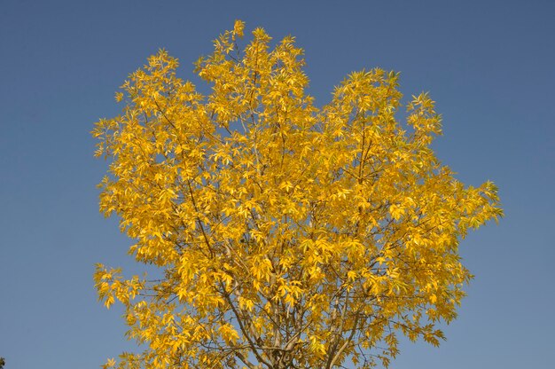 Boom in herfstkleuren in Normandië