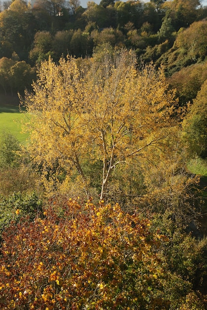 Boom in herfstkleuren