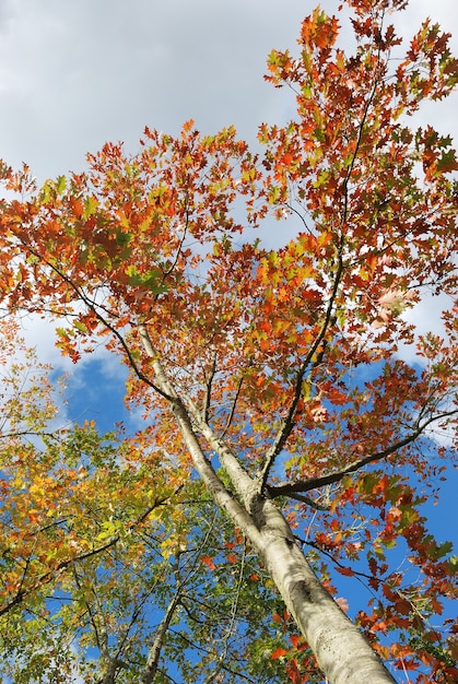 Boom in herfstkleuren