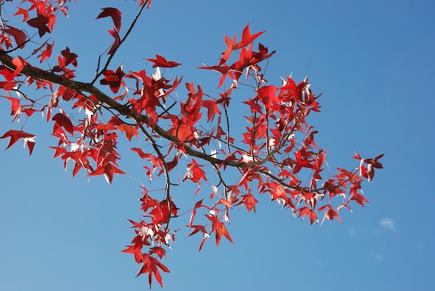 Boom in herfstkleuren