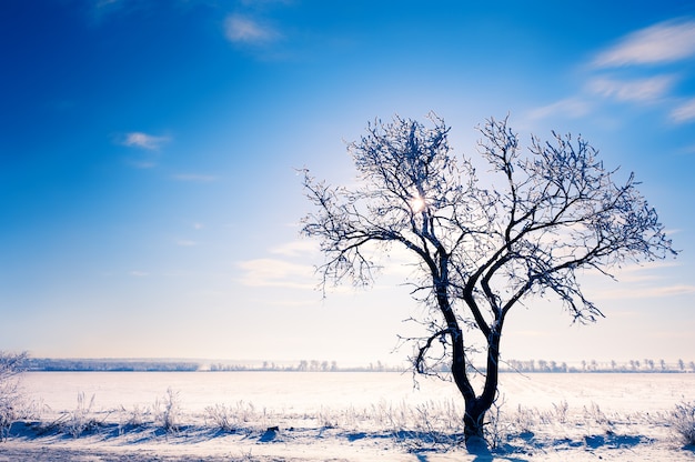 Boom in het besneeuwde veld tegen de blauwe hemel in zonnige winterdag. Prachtig winterlandschap.