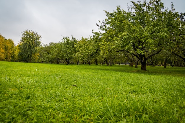 Boom in het stadspark met kleurrijke bladeren, herfstseizoen.