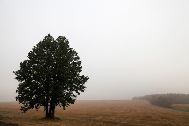 Boom in het veld - een boom groeit in het veld, close-up in de mist, herfst