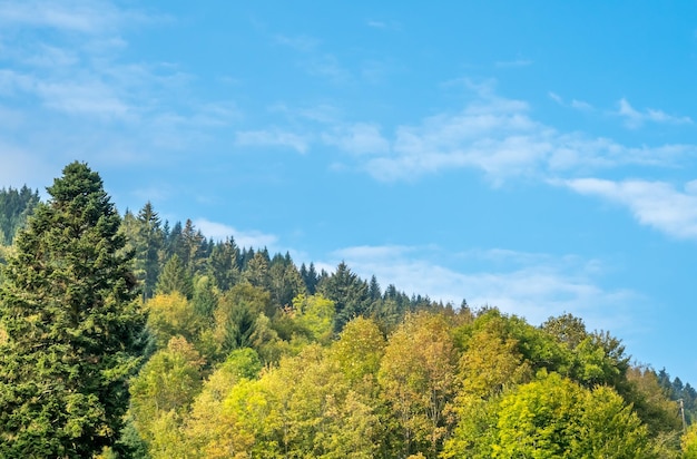 Boom in Schwarzwald Duitsland