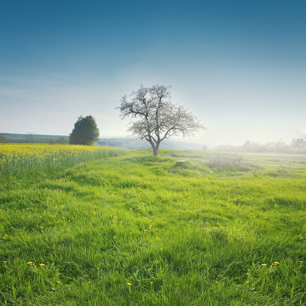 Boom in veld Panorama