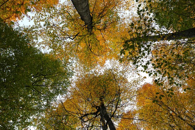 Boom in Yedigoller Nationaal Park Bolu Turkije