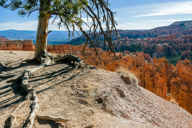 Boom klampt zich vast aan de rand van Bryce Canyon