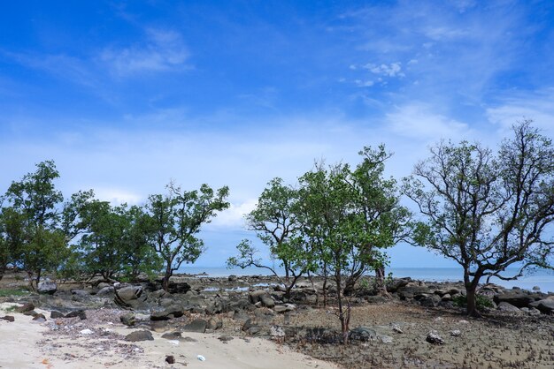 Boom langs het strand met blauwe lucht in Thailand.