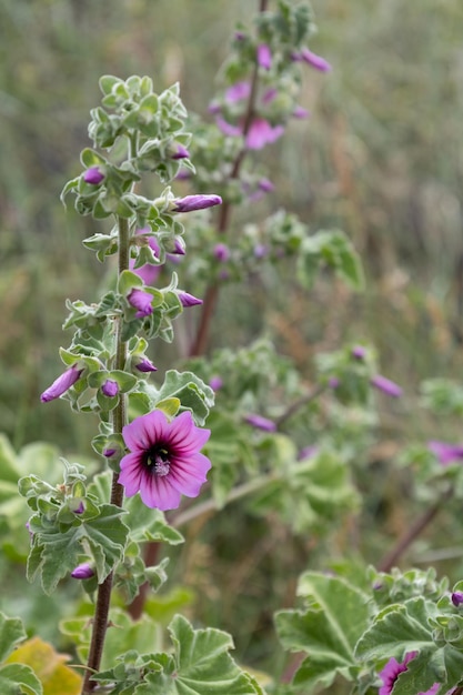 Foto boom mallow malva arborea bloei in de lente in polzeath cornwall