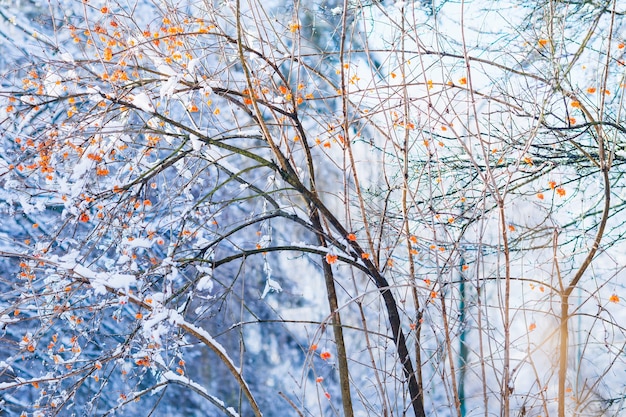 boom met bessen bedekt met sneeuw in het winterpark