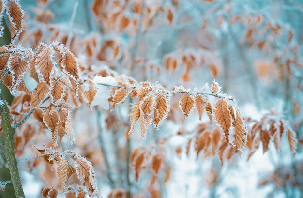 Foto boom met bevroren bladeren bedekt met vorst boom takken onder de sneeuw frosty dag prachtige tak met oranje en gele droge bladeren in de winter onder de snieuw bedekte gele bladeren