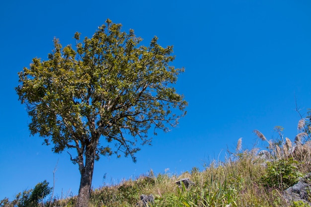 boom met blauwe hemel als achtergrond - landschapsscène