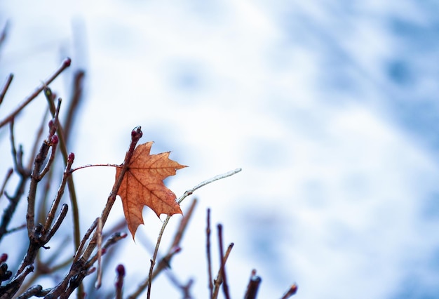 Boom met één geel enkel blad en wintertakken