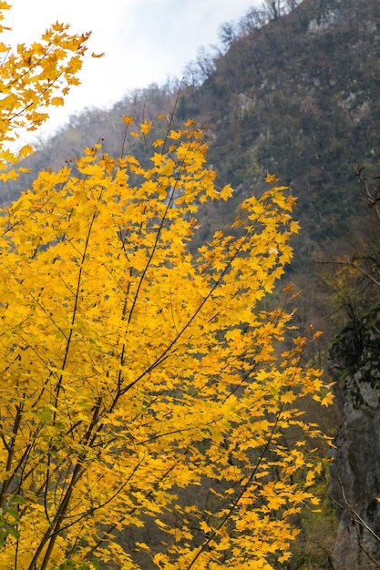 Boom met gele bladeren, herfst in een bergbos, weer