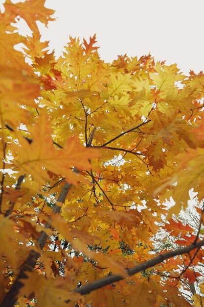 Boom met gele herfstbladeren tegen de lucht