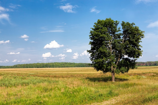 Boom met groen blad tegen een blauwe lucht