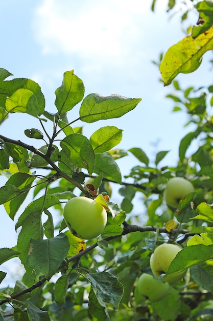 Boom met groene appels op blauwe hemel