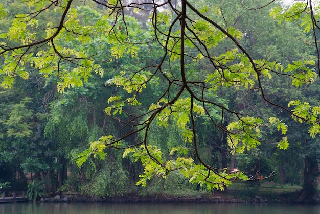 Foto boom met groene bladeren in het concept van de regenwoudaard