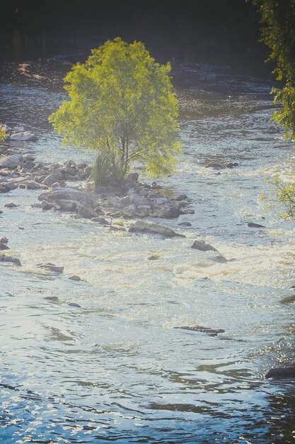 Boom met groene bladeren in het midden van de rivier in de zomer, filter