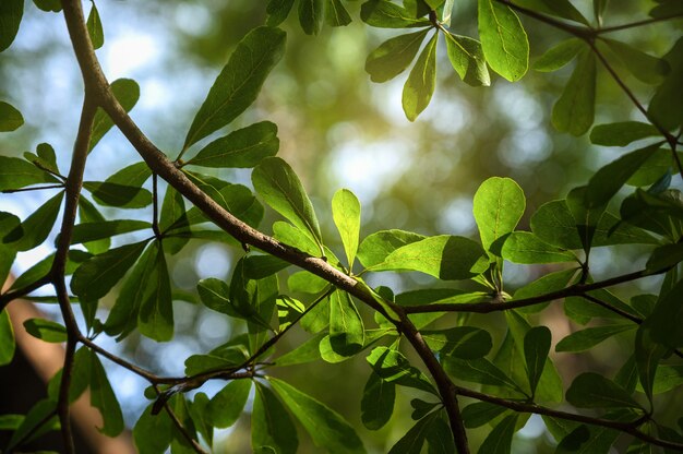 Boom met groene bladeren waar zonlicht op de bladeren schijnt tegen de zonnige hemel Natuurlijke achtergrond