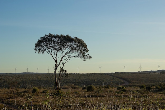 Boom met meerdere windenergietorens op de achtergrond