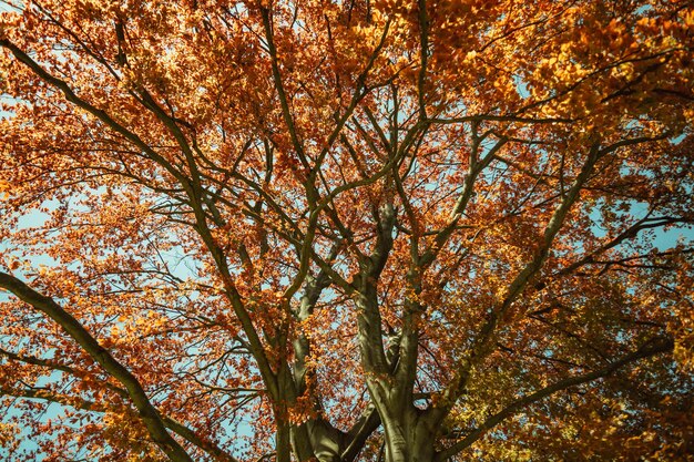 Foto boom met rode bladeren in het herfstpark