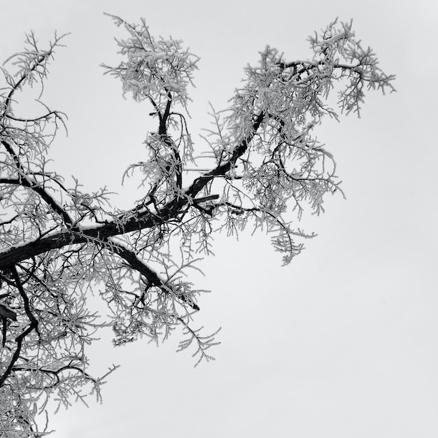 Foto boom met sneeuw in de winter