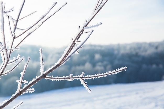 Boom met sneeuwtakken op achtergrond van wit de wintergebied en bos. Mooi winterlandschap