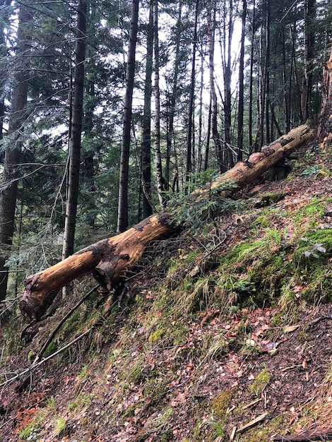 Boom Natuurlijk Donker Bos