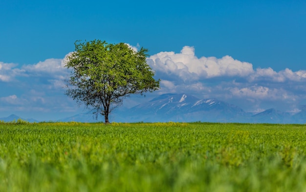 Boom op een groen veld