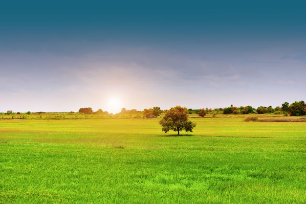 Boom op groen gebied en blauwe hemelschoonheid in aard