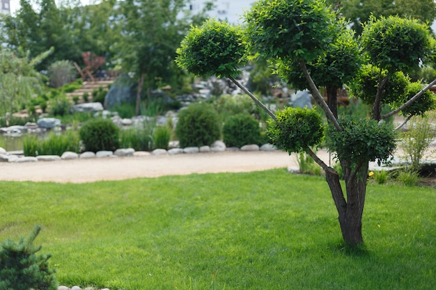 Boom op groen gras in Japanse stijltuin