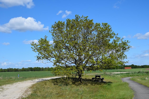 Foto boom op het veld bij de weg tegen de lucht