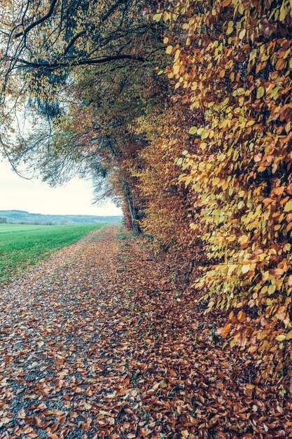 Boom op het veld in de herfst