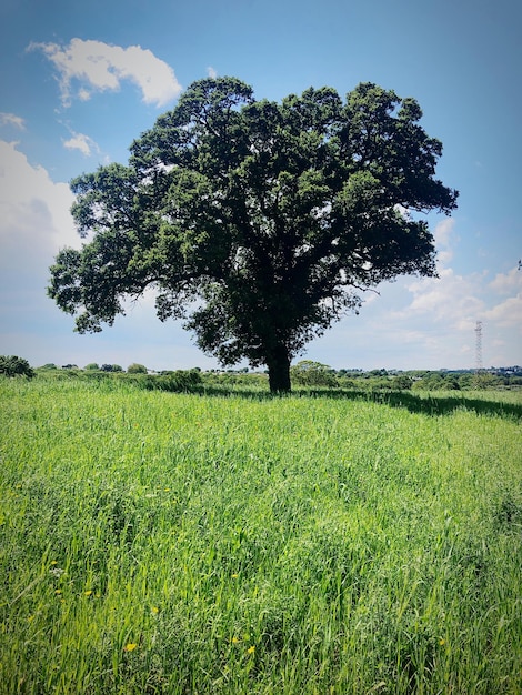 Foto boom op het veld tegen de hemel