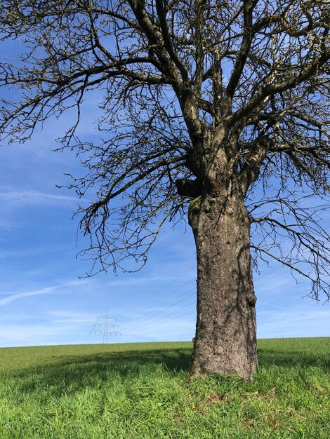 Foto boom op het veld tegen de hemel