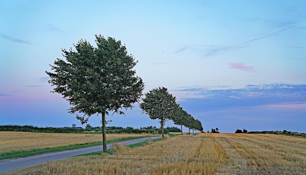 Foto boom op het veld tegen de lucht