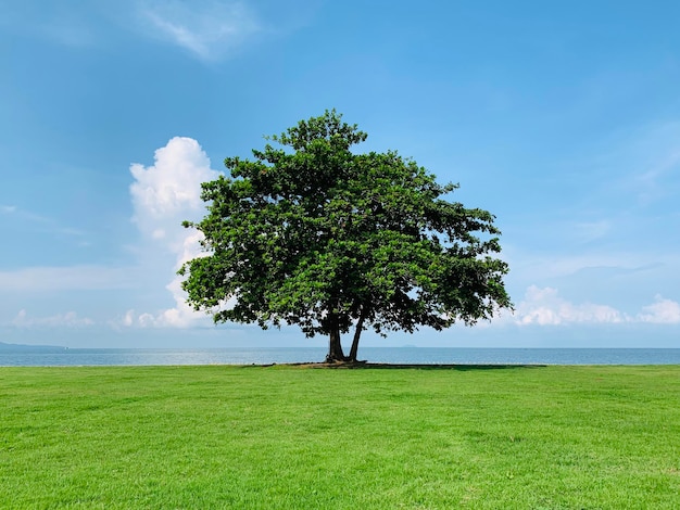 Boom op het veld tegen de lucht