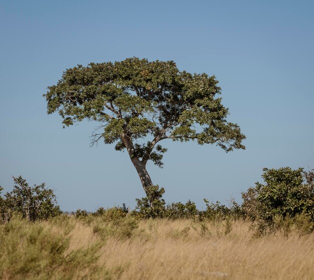 Boom op het veld tegen een heldere lucht