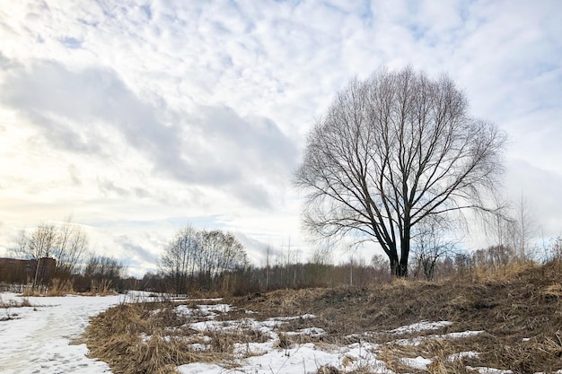 Boom op heuvel bedekt met smeltende sneeuw en droog gras onder bewolkte hemel