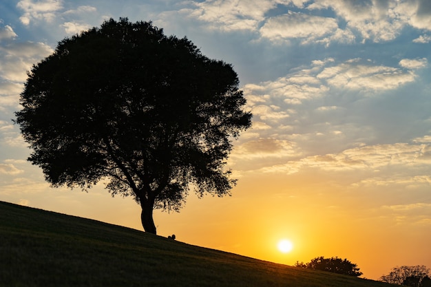 Boom op heuvel met dramatische zonsondergang en blauwe hemel.