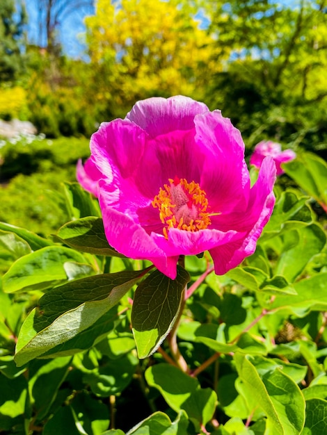 Boom pioenrozen. mooie roze bloem in de tuin