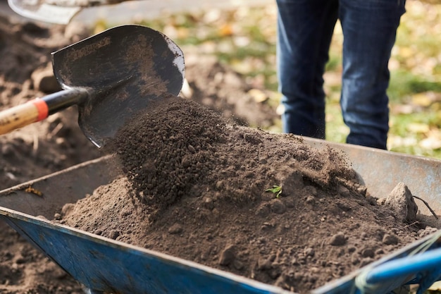 Boom planten De tuinman graaft de aarde om met een schop en legt deze in een tuinkruiwagen